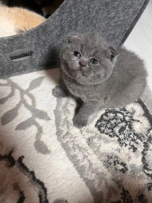 Scottish fold  blue