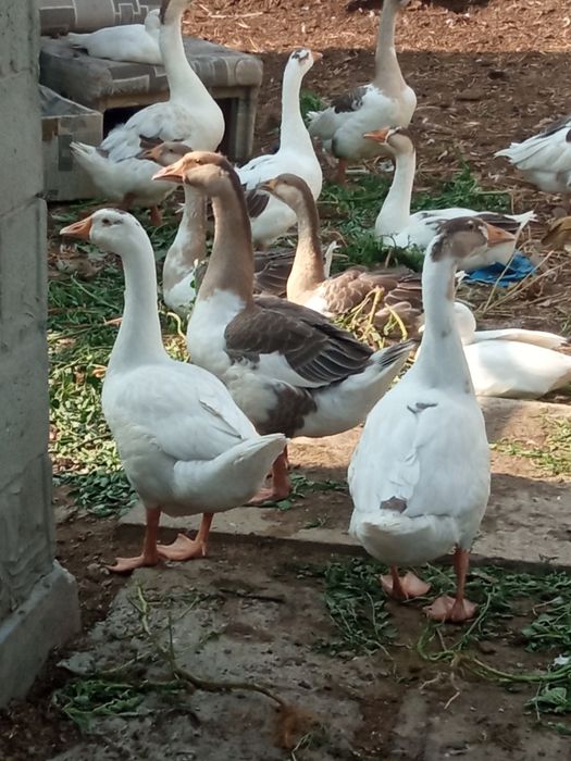 Продам домашних гусят