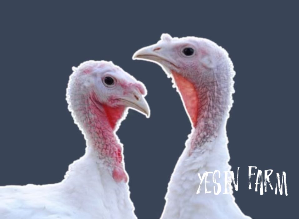 Белый широкогрудый инкубационные яйца индюков — крупная птица