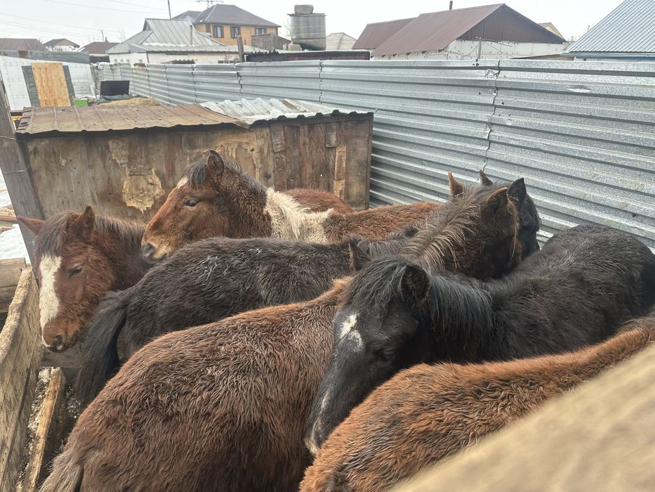 Продаются жеребцы(тайлар)