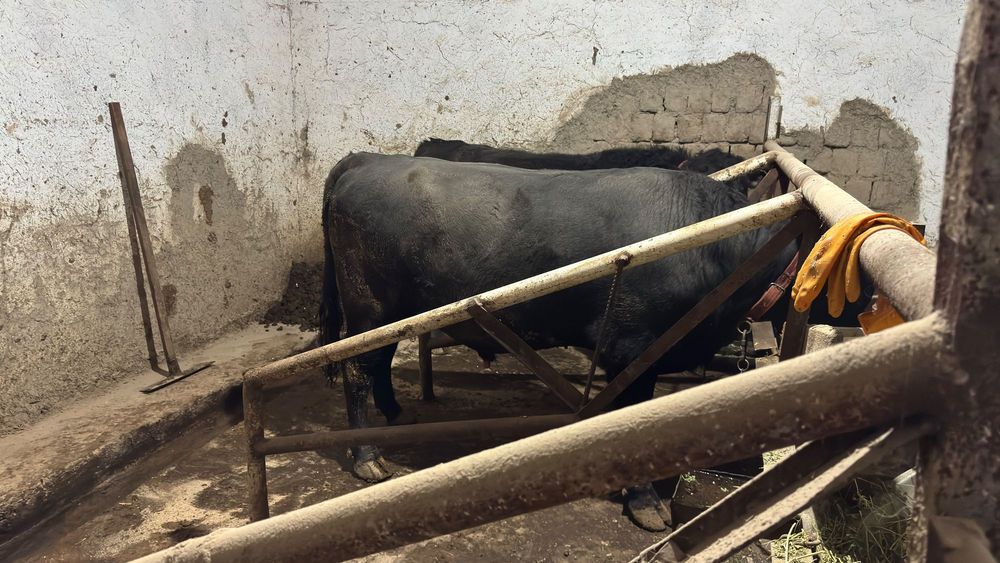 Aberdin Angus buqalar buqasi.