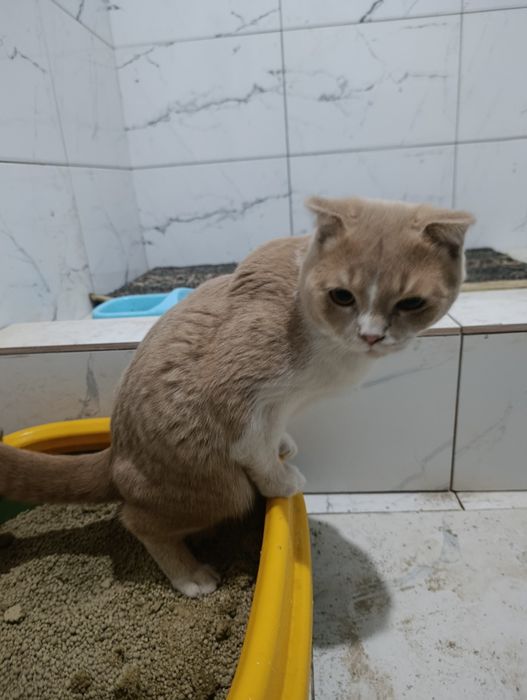 Scottish Fold mushuk sotiladi