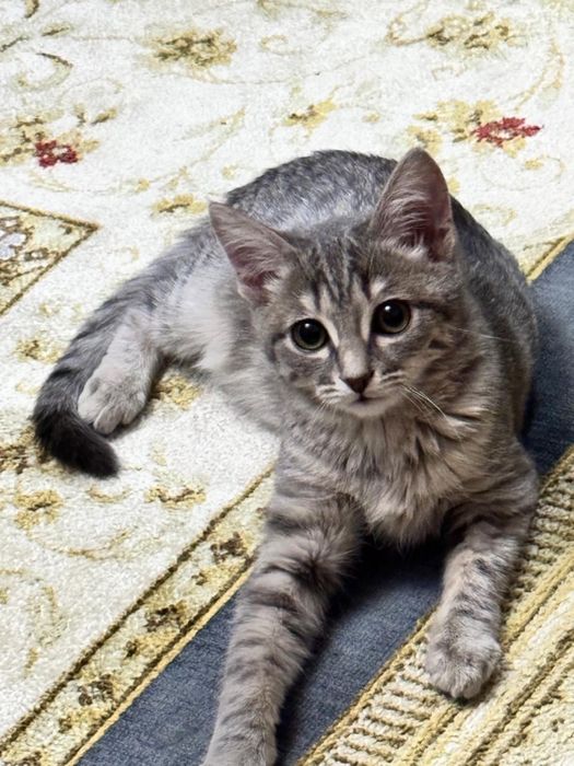 Отдам кошечку в очень добрые руки