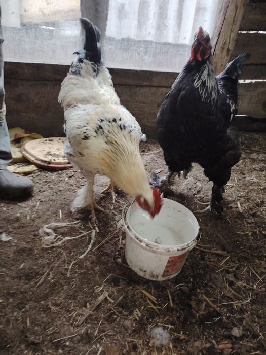 Продам молодых петухов