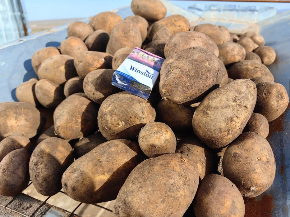 Картофель Павлодарский оптом