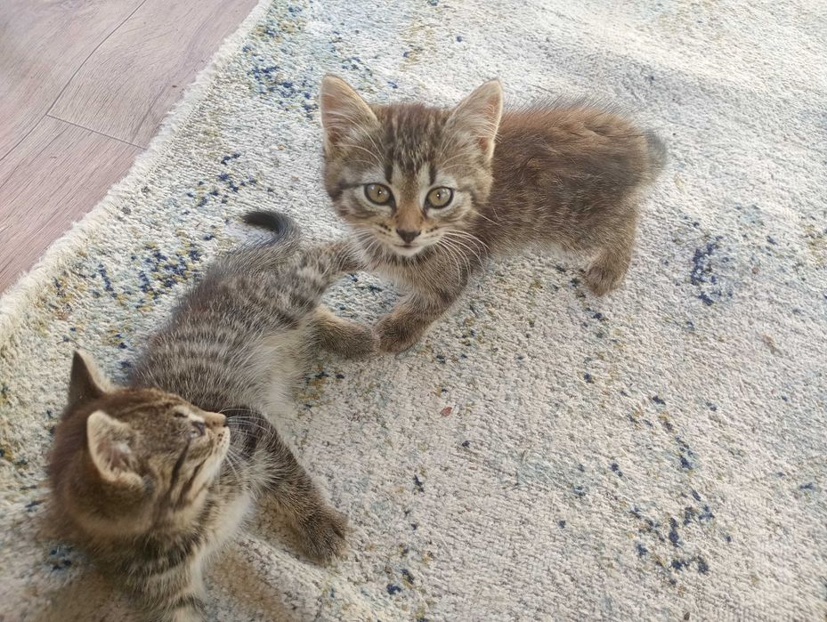 Отдам котят бесплатно