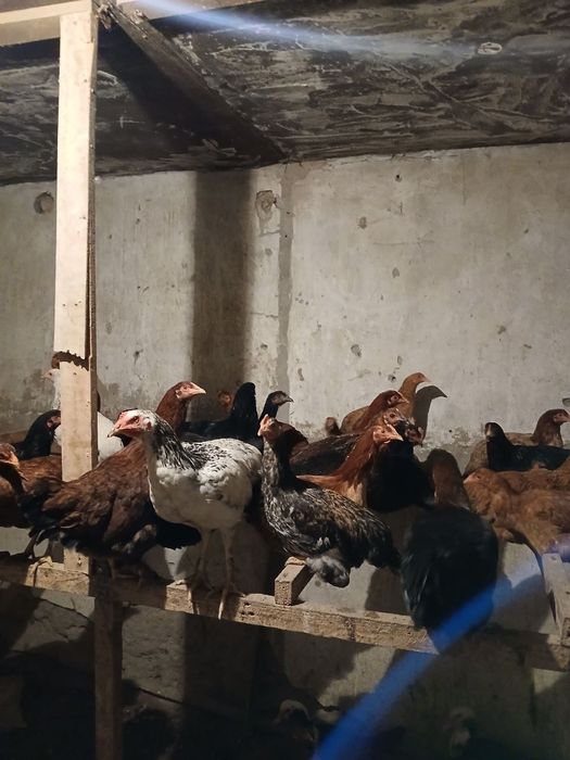 Товуклар сотилади