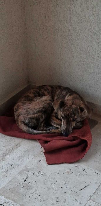 Câine găsit – caută o nouă familie!