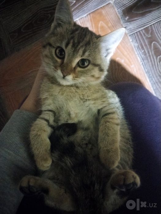Отдадим котика в хорошие,добрые и любящие руки