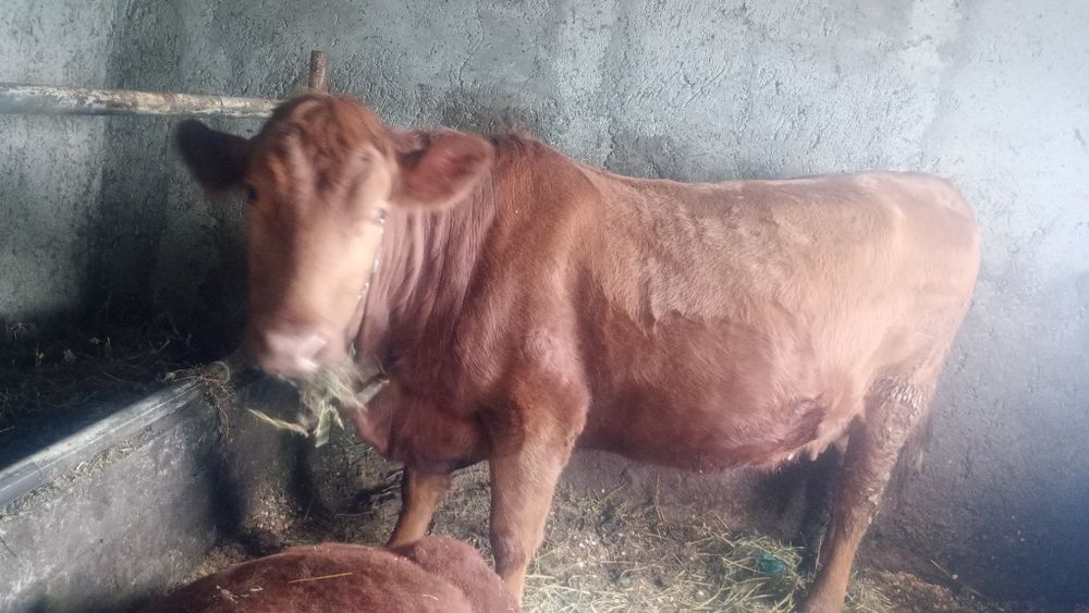 Juncă angus roș gestantă în 7 luni