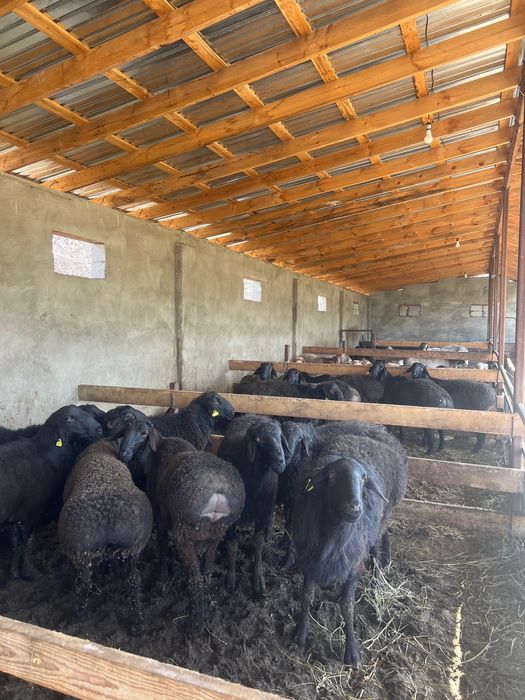 Қошқарлар сатылады