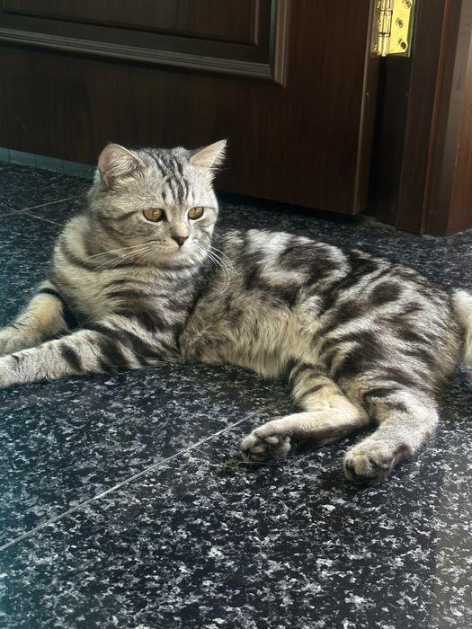 Британский страйт!!