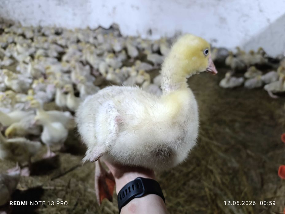 Продам подрощенных гусят.