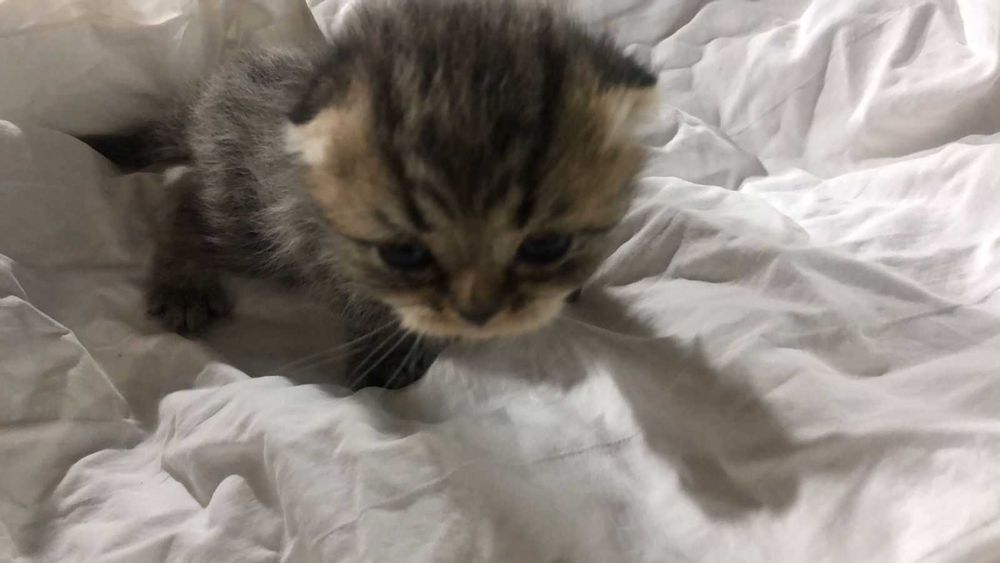 Британские котята 1 месяц