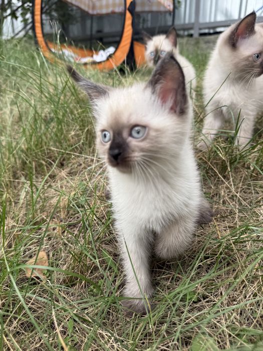 Котенок девочка сиамская
