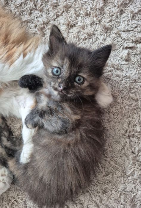 Отдам котенка в добрые руки