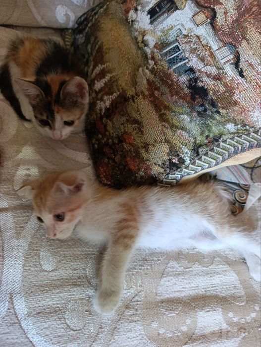 Отдам в добрые руки 3 котят