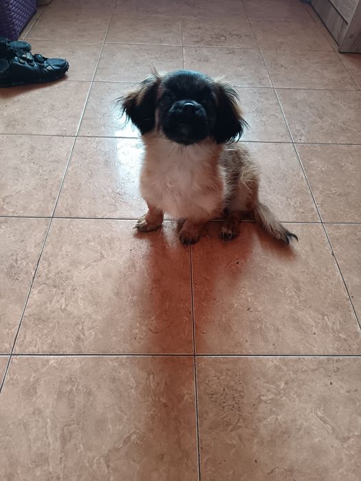 Donez băiețel pechinez