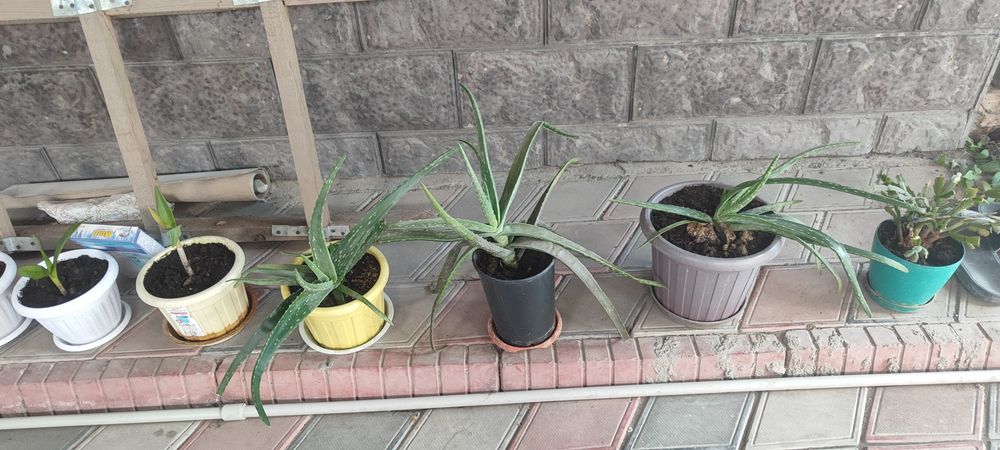 срочно продам алоэ