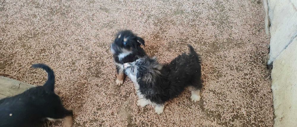 6 puiuti de 4-5 luni si mamica lor isi cauta casuta