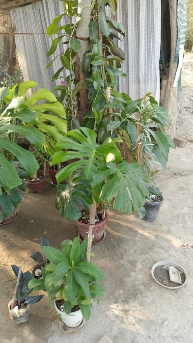 Gullar Tuvakda Officelarga