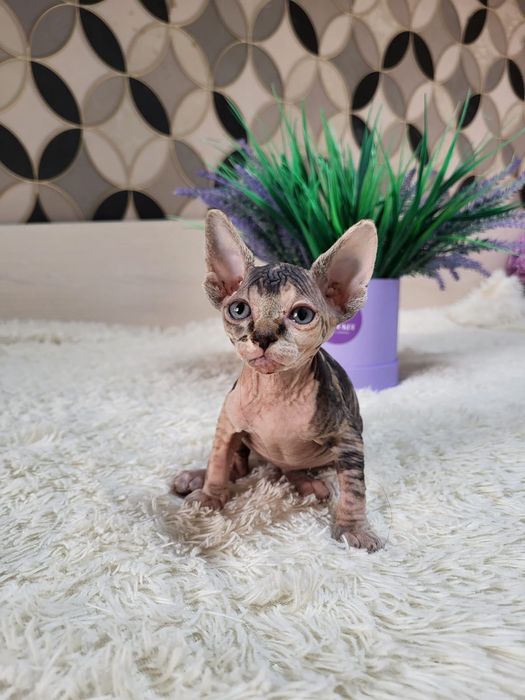 Детки Донские Сфинксы.