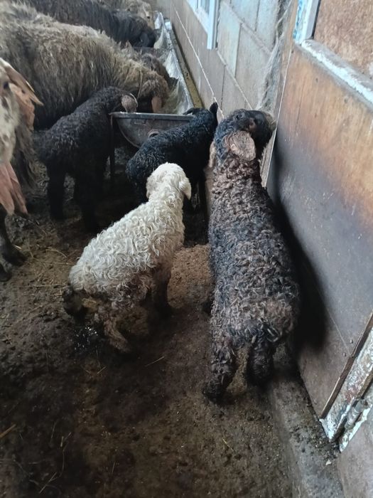 Продам Баранов с Ягнятами