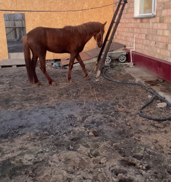 Продается активный молодой жеребец, 2 года