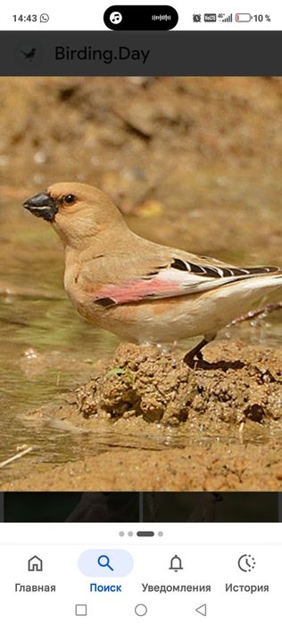 Продам птицу певчую