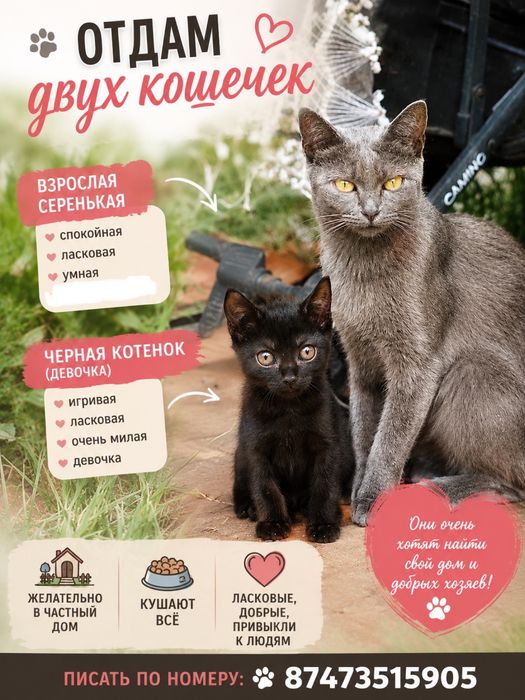 Отдам кошек , взрослую и котенка