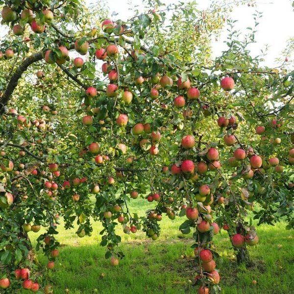 Pomi Fructiferi Clasici