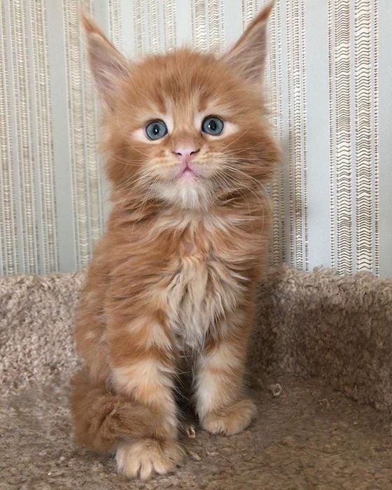 Maine coon mascul