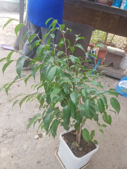 Үй гүлдері сатылады