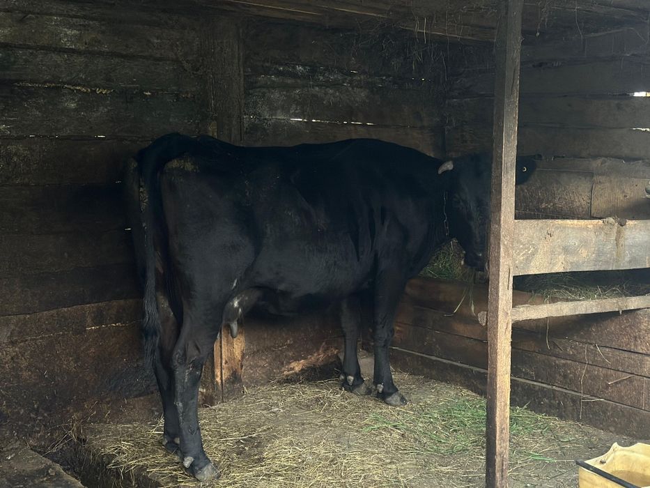 Продам корову, 6 отелов