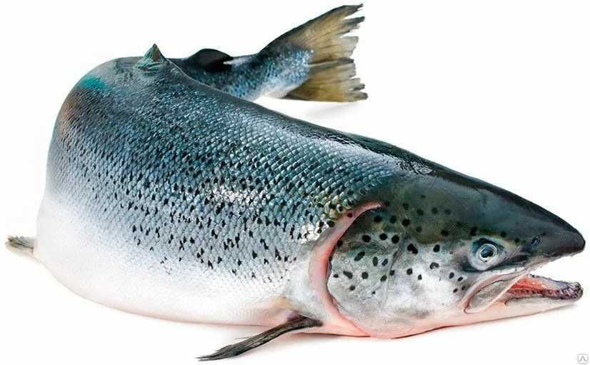 рыба оптом лосось из Норвегией