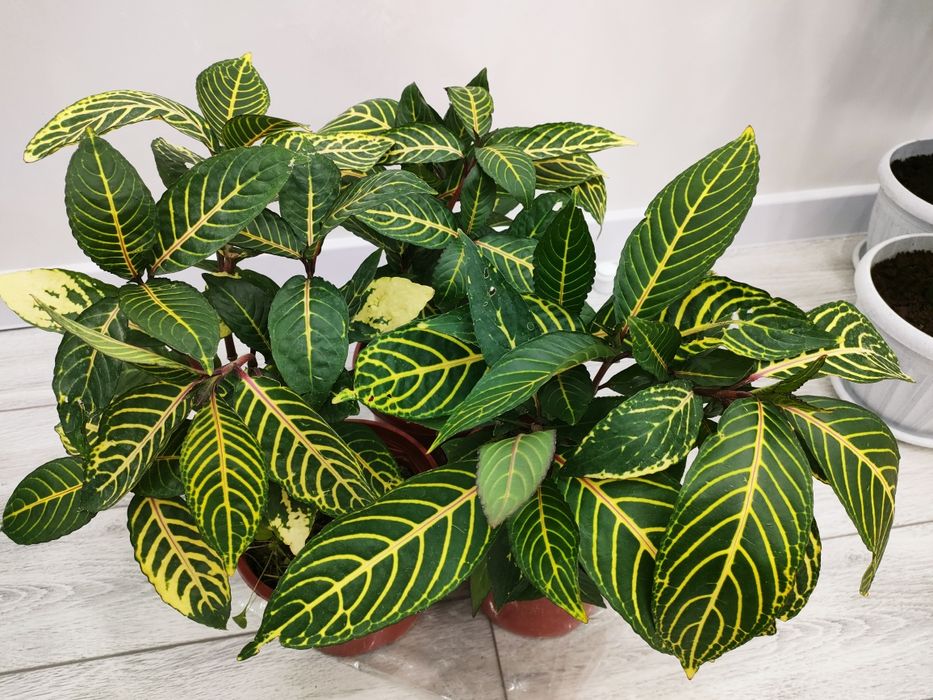 Цветы / растения домашние. Есть доставка