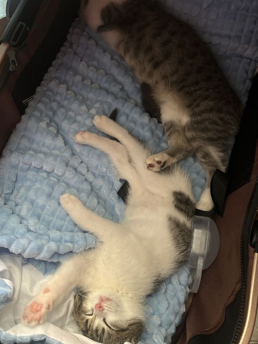 Котенок бесплатно
