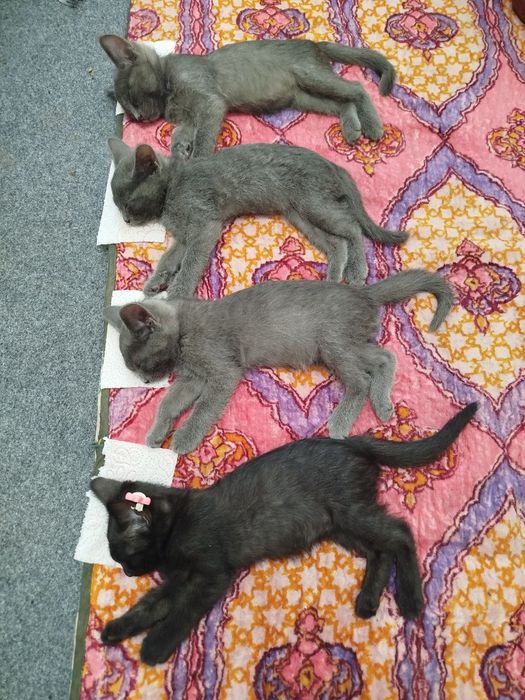 Mushuk sotiladi sort "beloruski"