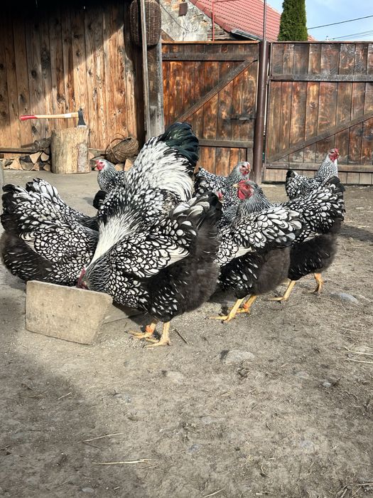 Ouă wiandotte argintiu