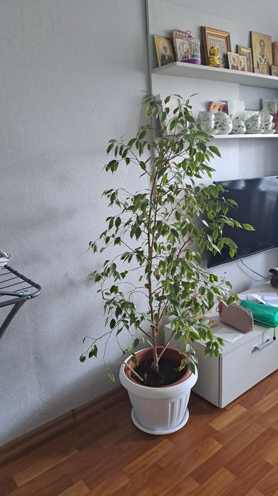 Фикус Бенджамина