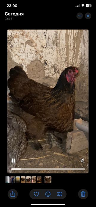 ТАУЫҚ ,Гибрид,курочка