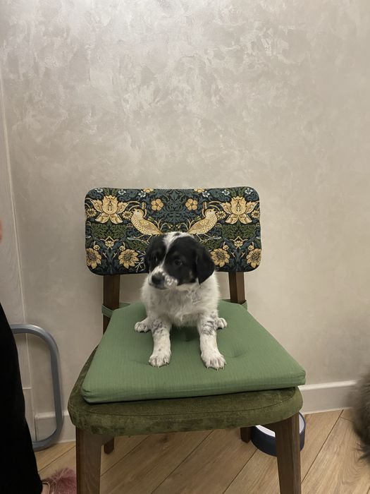 Щенок кобель плмесь