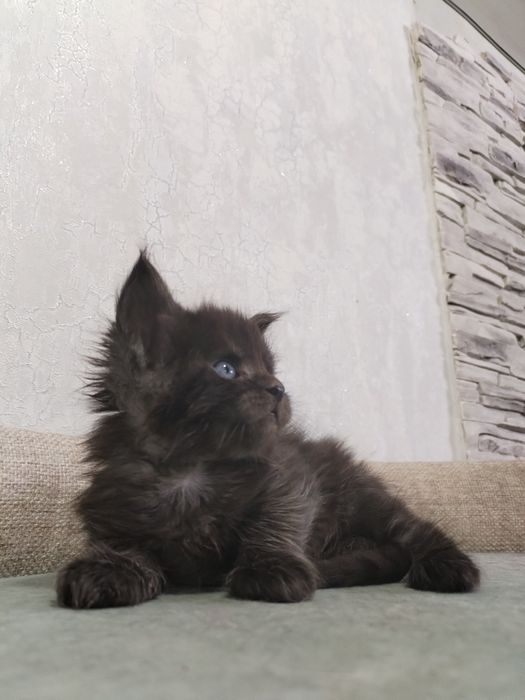 Котята Мейн-куны с документами