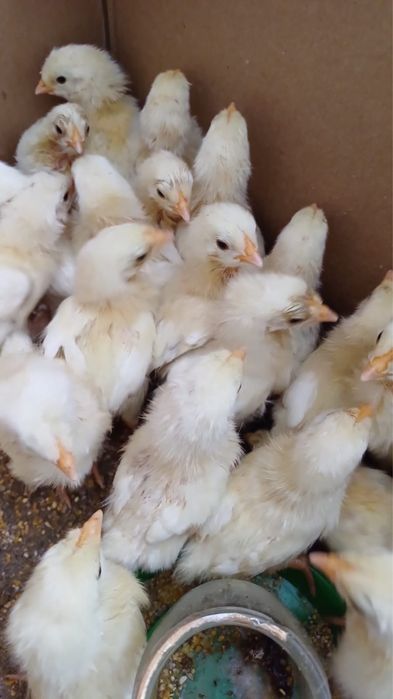 Цыплята недельные сорт Адлер