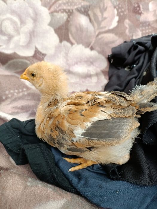 Tovuq  joʻja 2 oylik