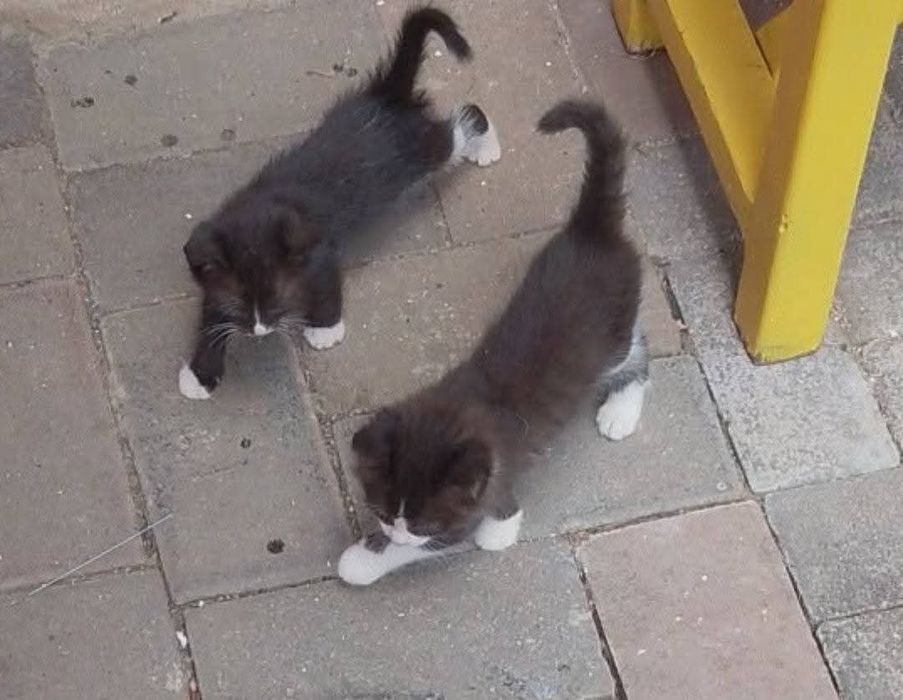 Donez 3 pisicuțe in varsta de 6 săptămâni