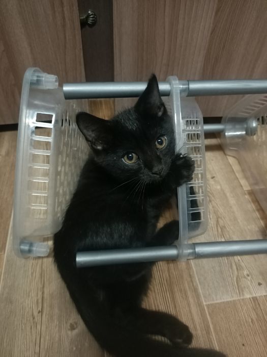 Домашние животные