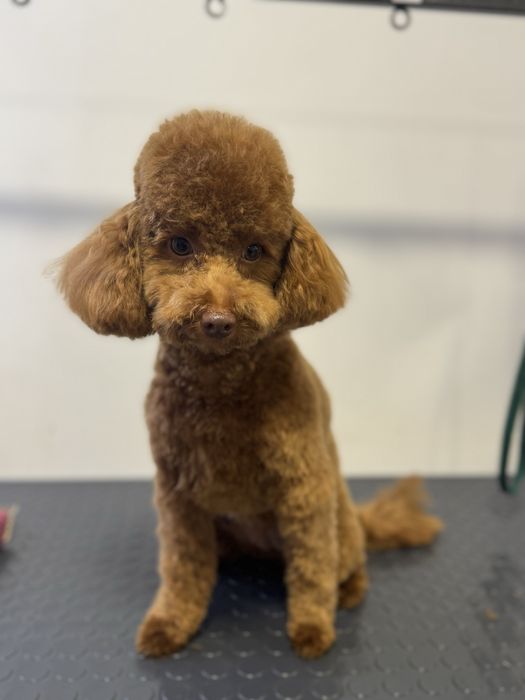 Груминг, стрижка животных, кошек, собак