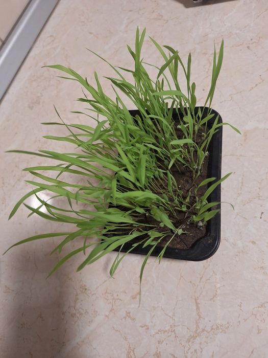 Sămânță Iarba coasă, pășune, islaz, Amestec,Iarba Sudan anual