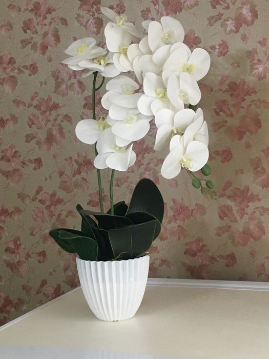 Архидея своими руками